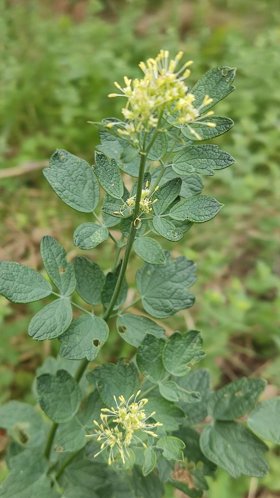 Image of Thalictrum speciosissimum L.