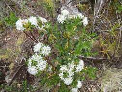 Image of Pimelea gnidia (J. R. & G. Forst.) Willd.