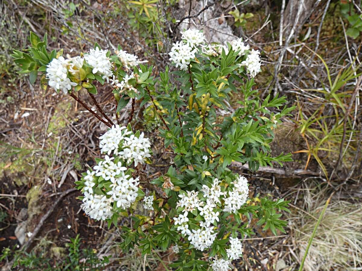 Image of Pimelea gnidia (J. R. & G. Forst.) Willd.