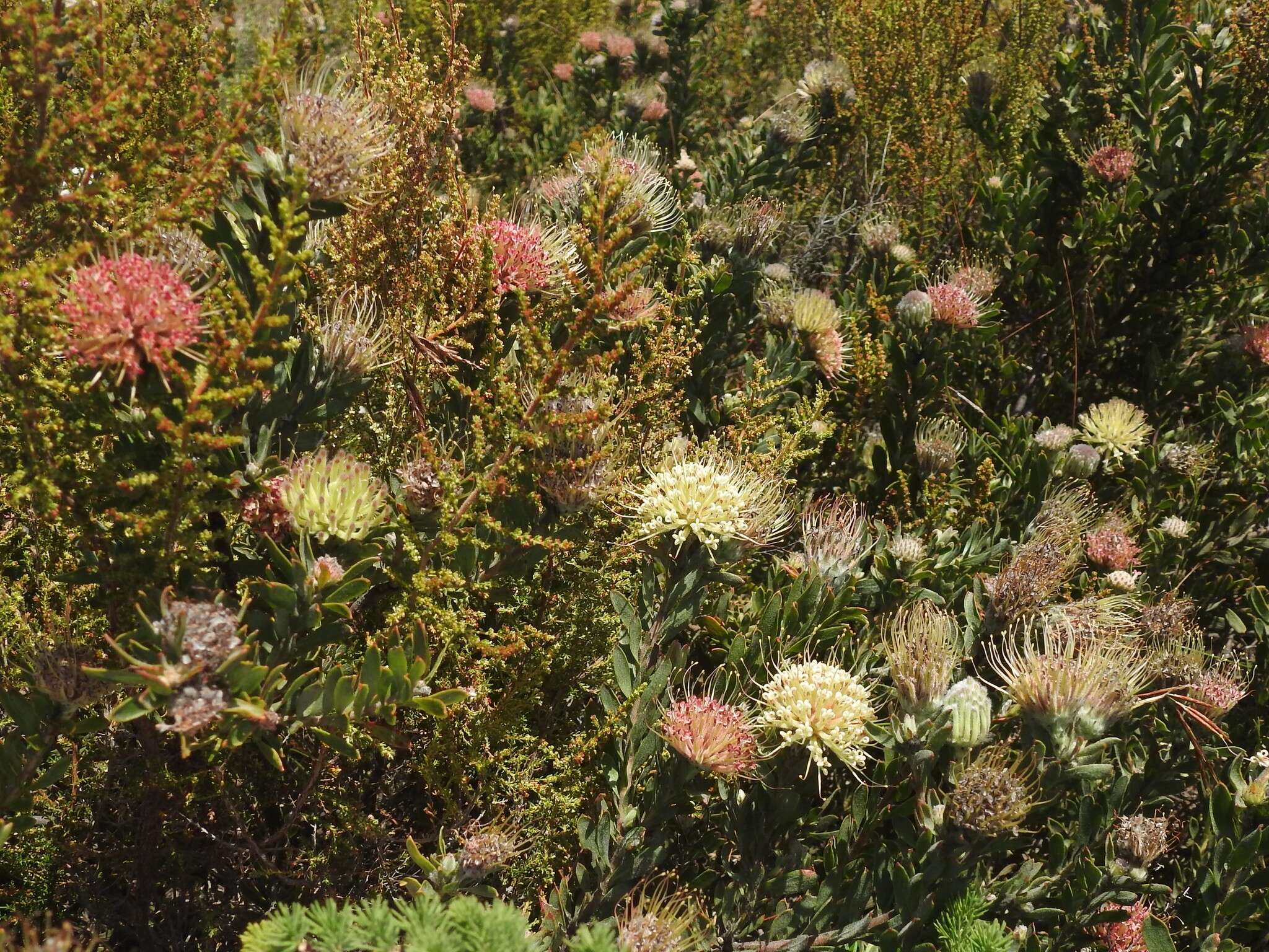 Plancia ëd Leucospermum heterophyllum (Thunb.) Rourke