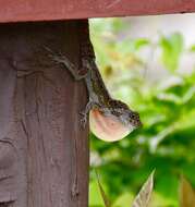 Image of Bueycito Anole