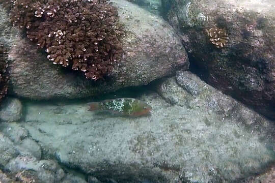 Image of Azure parrotfish