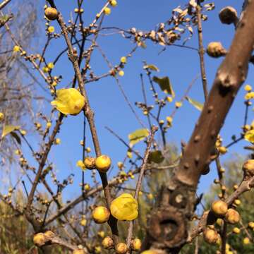 Image of Fragrant Wintersweet