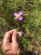 Imagem de Rhexia cubensis Griseb.