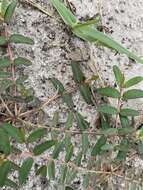 صورة Euphorbia cumulicola (Small) Oudejans