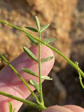 Image of Indigofera heterotricha DC.