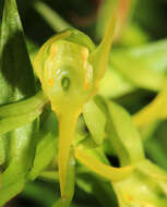 Image of Ballerina Orchid