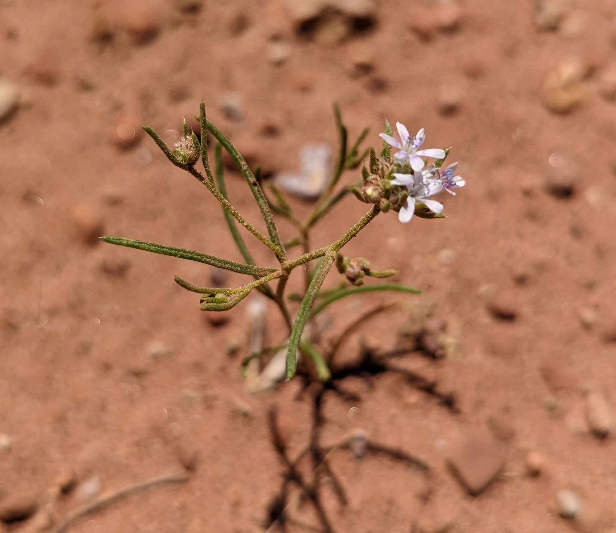 Image of sanddune ipomopsis