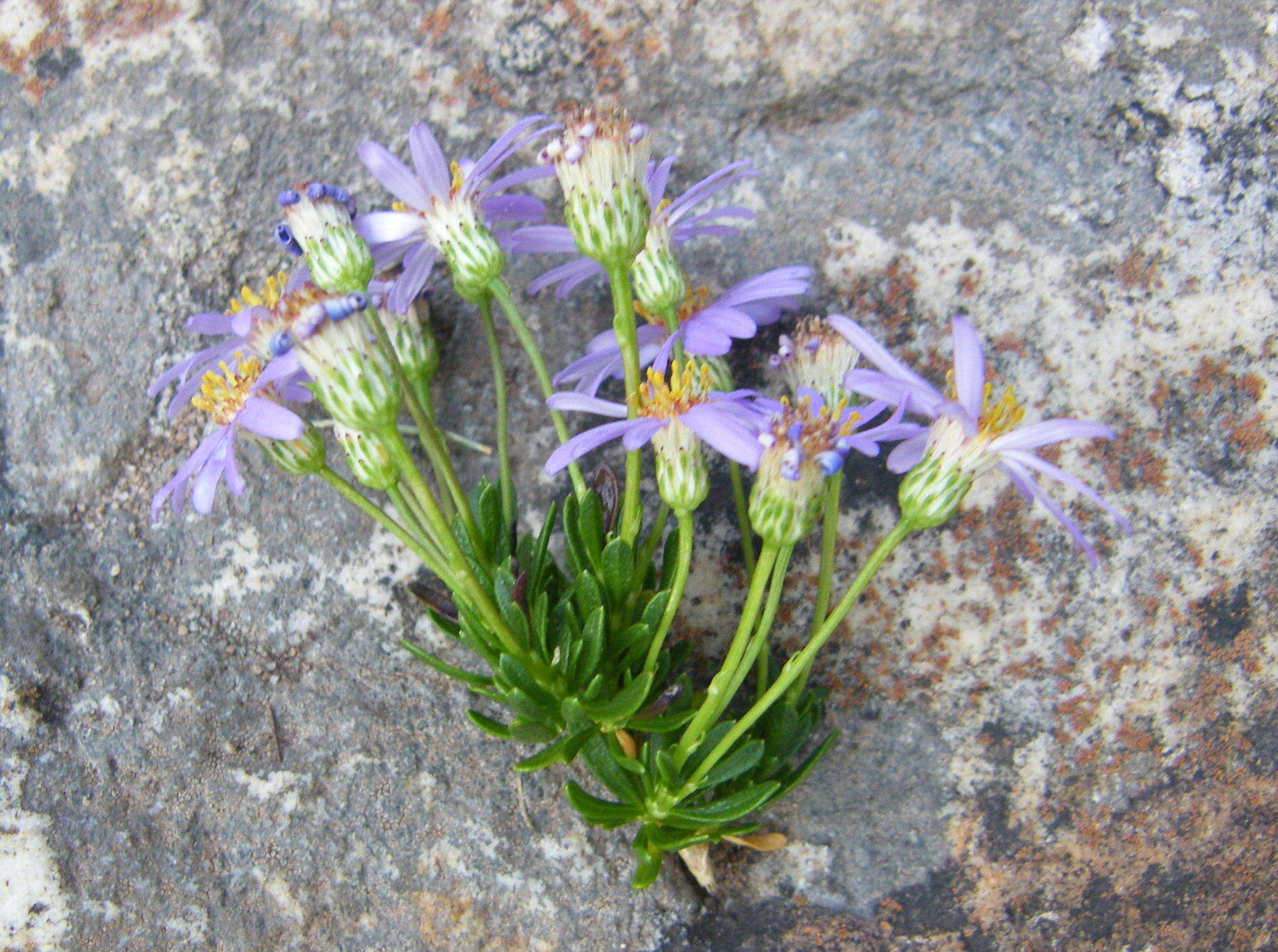 Felicia fruticosa subsp. fruticosa resmi