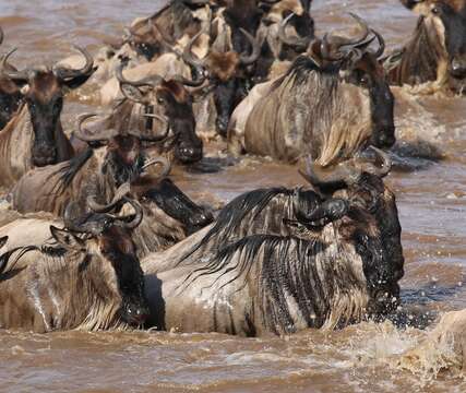 Image of Western white-bearded Wildebeest