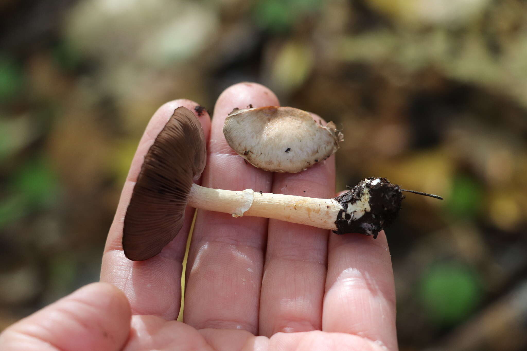 Image of Rosy Wood Mushroom