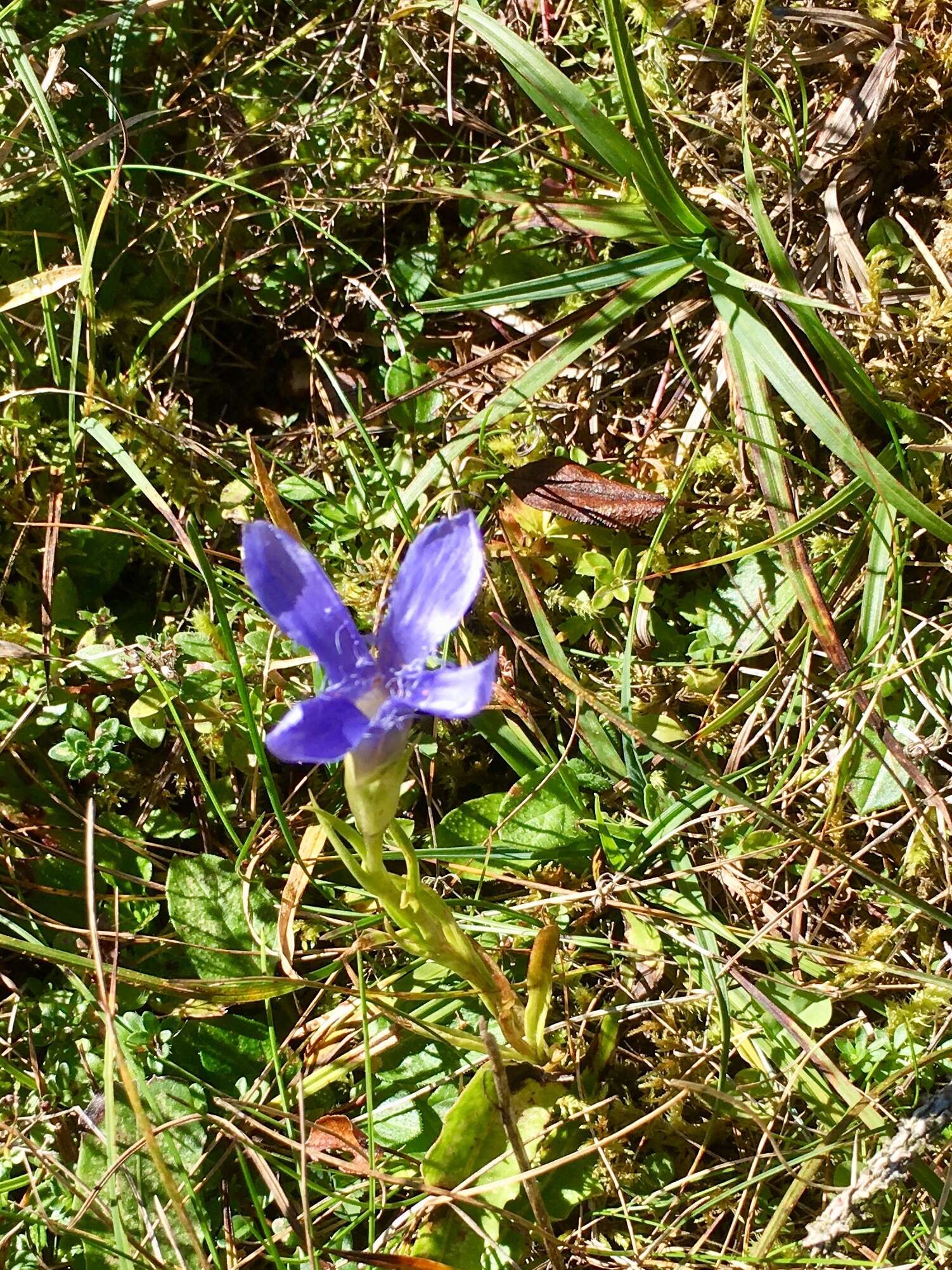 Gentianopsis ciliata (L.) Ma的圖片