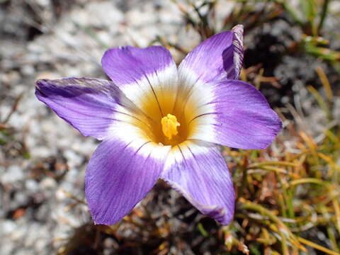 Image of Romulea atrandra var. esterhuyseniae M. P. de Vos