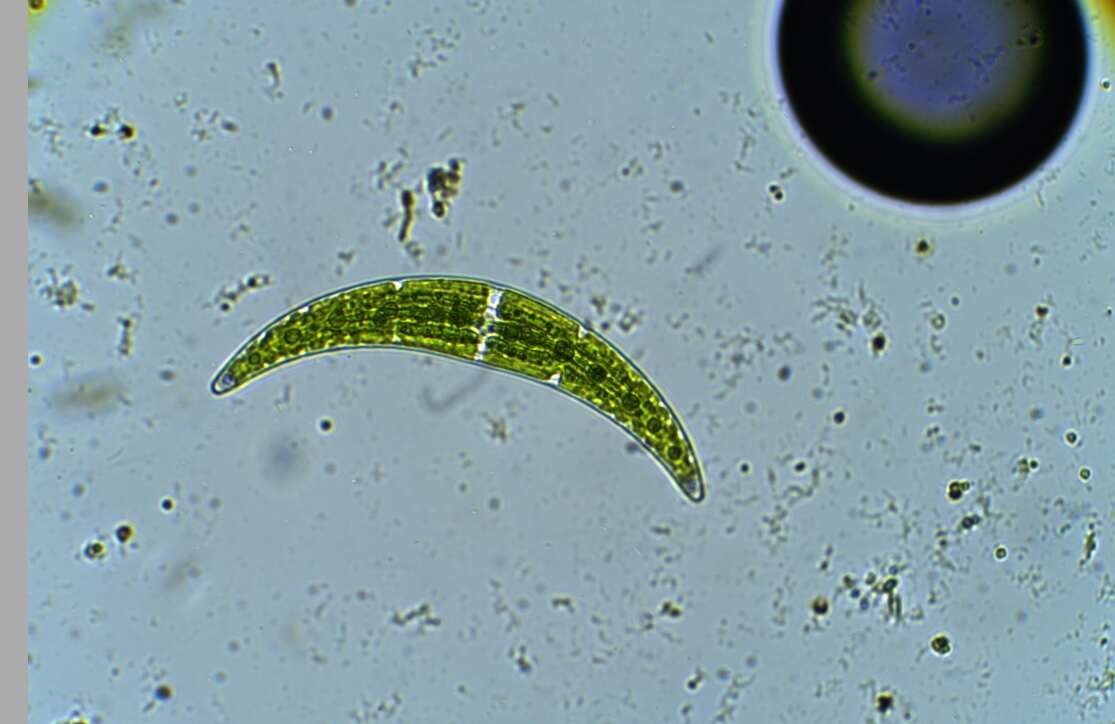 Image of Closterium moniliferum