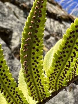 Image of Dryopteris cycadina (Franch. & Sav.) C. Chr.