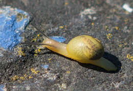 Image of Green Garden Snail