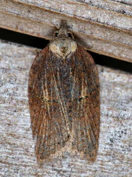 Image of Acleris hastiana Linnaeus 1758