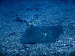 Image of Longtail Stingray