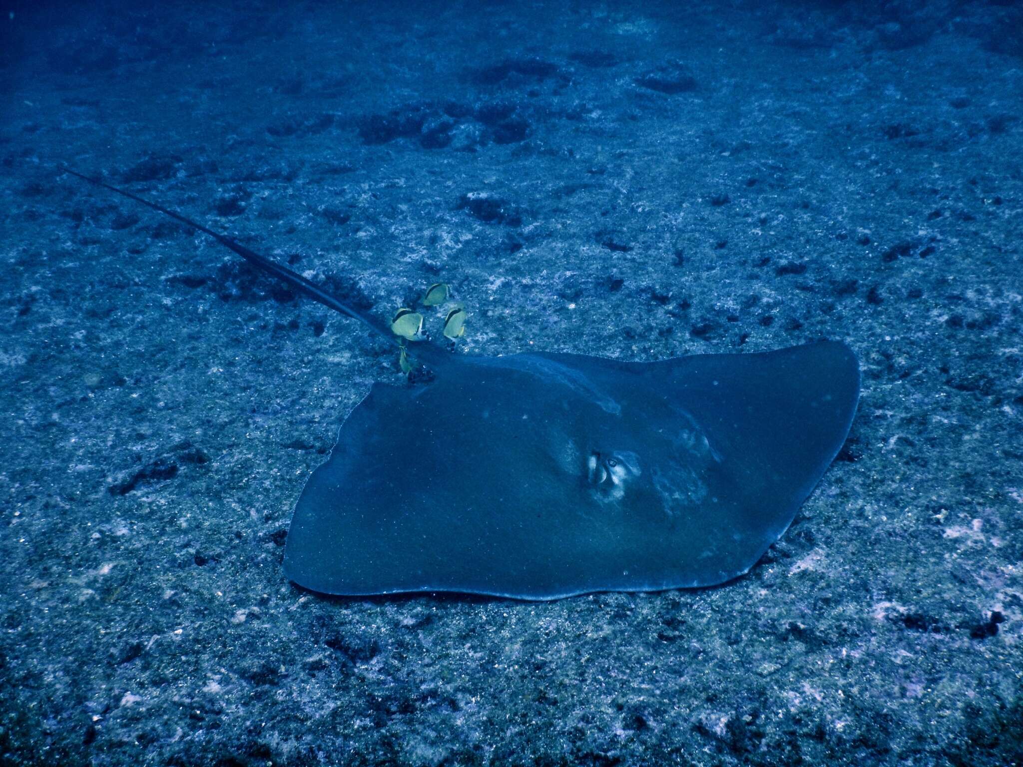 Image of Longtail Stingray