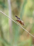 Image de Acinia corniculata (Zetterstedt 1819)