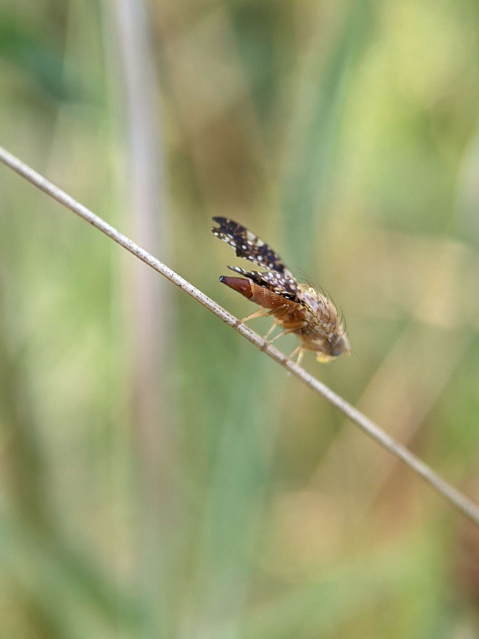 Image de Acinia corniculata (Zetterstedt 1819)