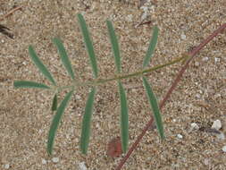 Image of <i>Tephrosia <i>capensis</i></i> var. capensis