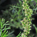 Image of Artemisia campestris subsp. glutinosa (Gay ex Bess.) Batt.