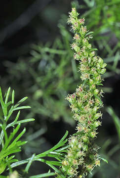 Image of Artemisia campestris subsp. glutinosa (Gay ex Bess.) Batt.