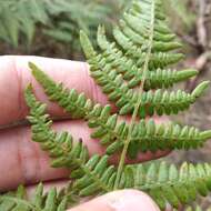 Imagem de Pteridium feei (W. Schaffn. ex Fée) Faull