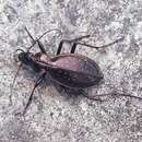 Image of Carabus (Platycarabus) creutzeri baldensis Schaum 1856