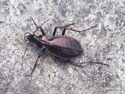 Carabus (Platycarabus) creutzeri baldensis Schaum 1856 resmi