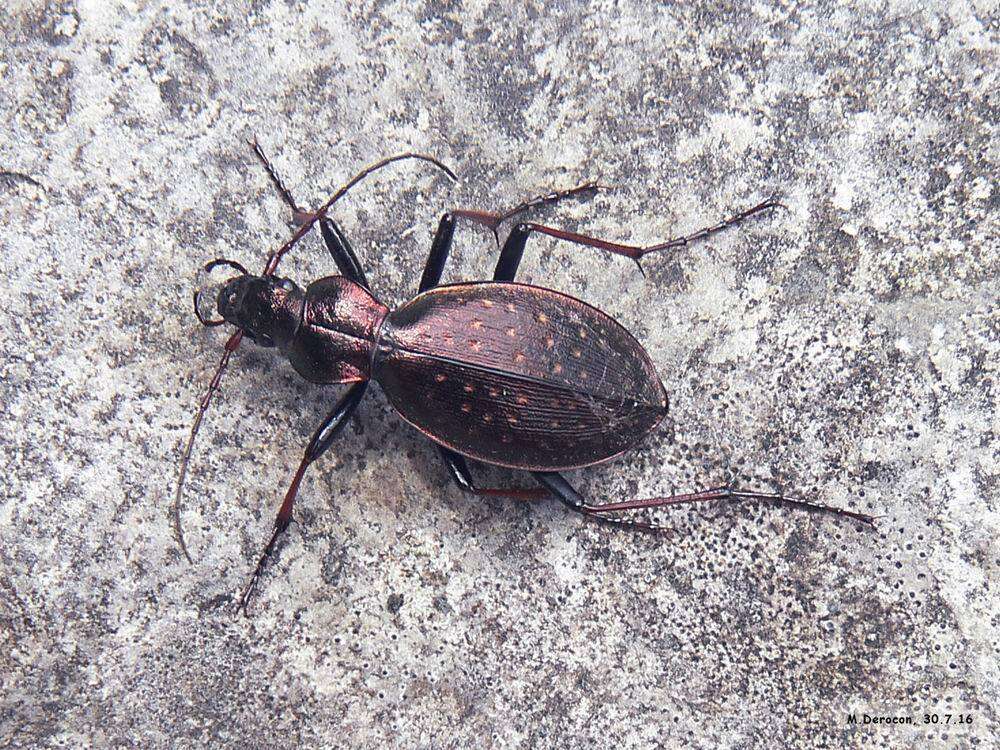 Carabus (Platycarabus) creutzeri baldensis Schaum 1856 resmi