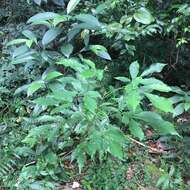 Image of Vitex quinata (Lour.) F. N. Williams