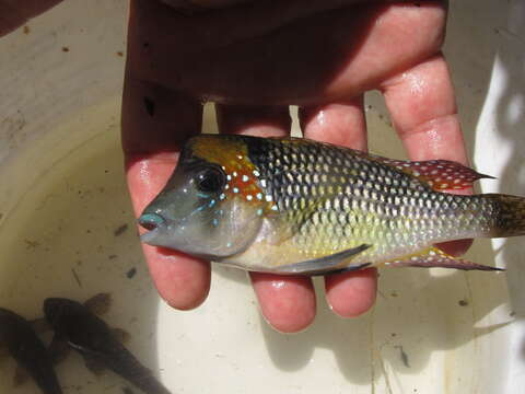 Image of Dark mother-of-pearl fish