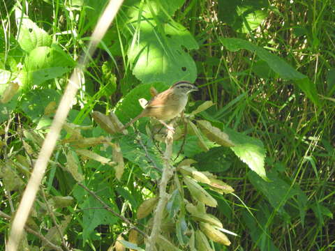 Plancia ëd Aimophila rufescens (Swainson 1827)