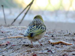 Image of <i>Ploceus velatus caurinus</i>