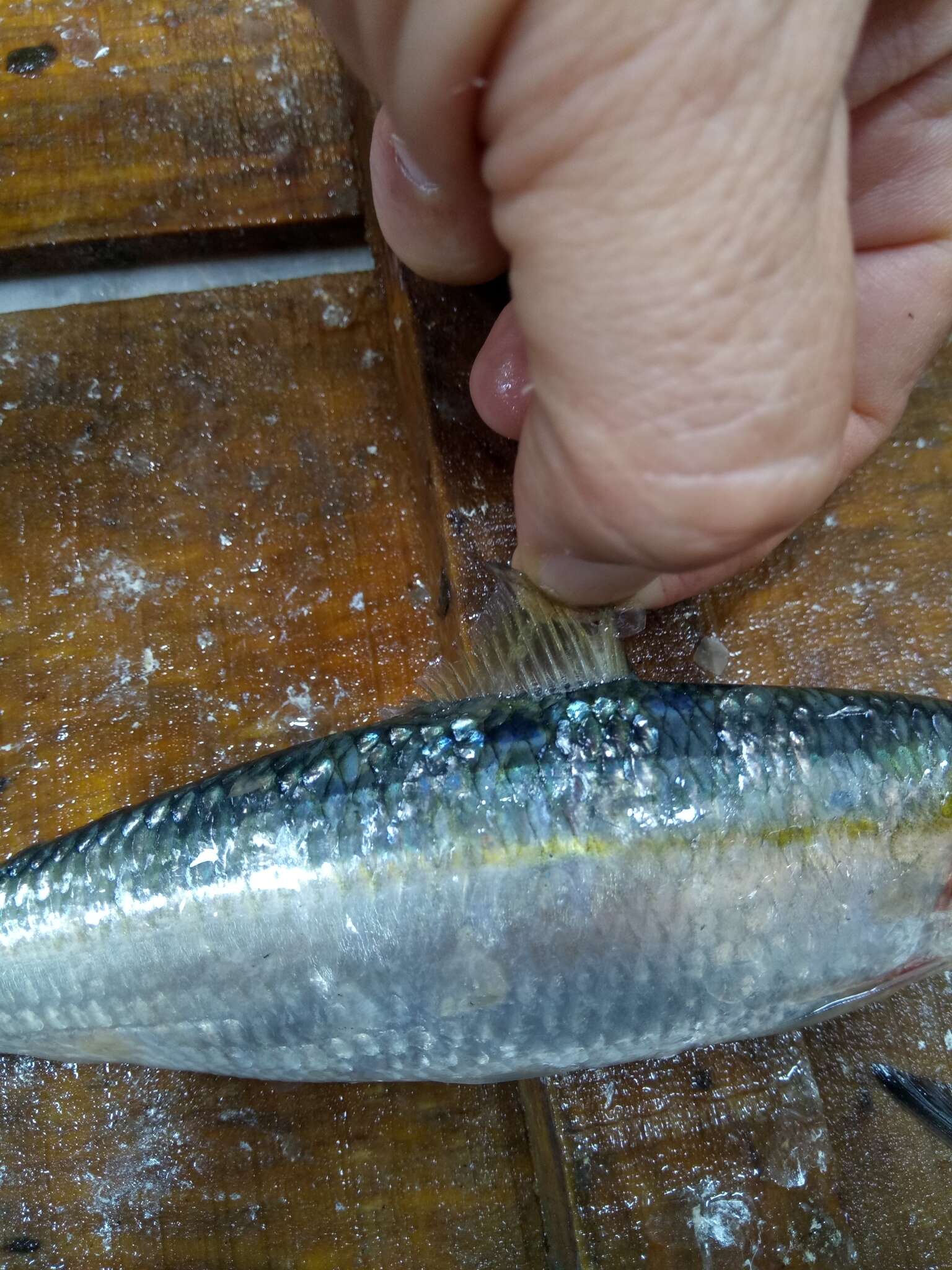 Imagem de Sardinella aurita Valenciennes 1847