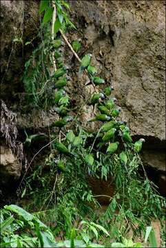 Image of Dusky-headed Parakeet