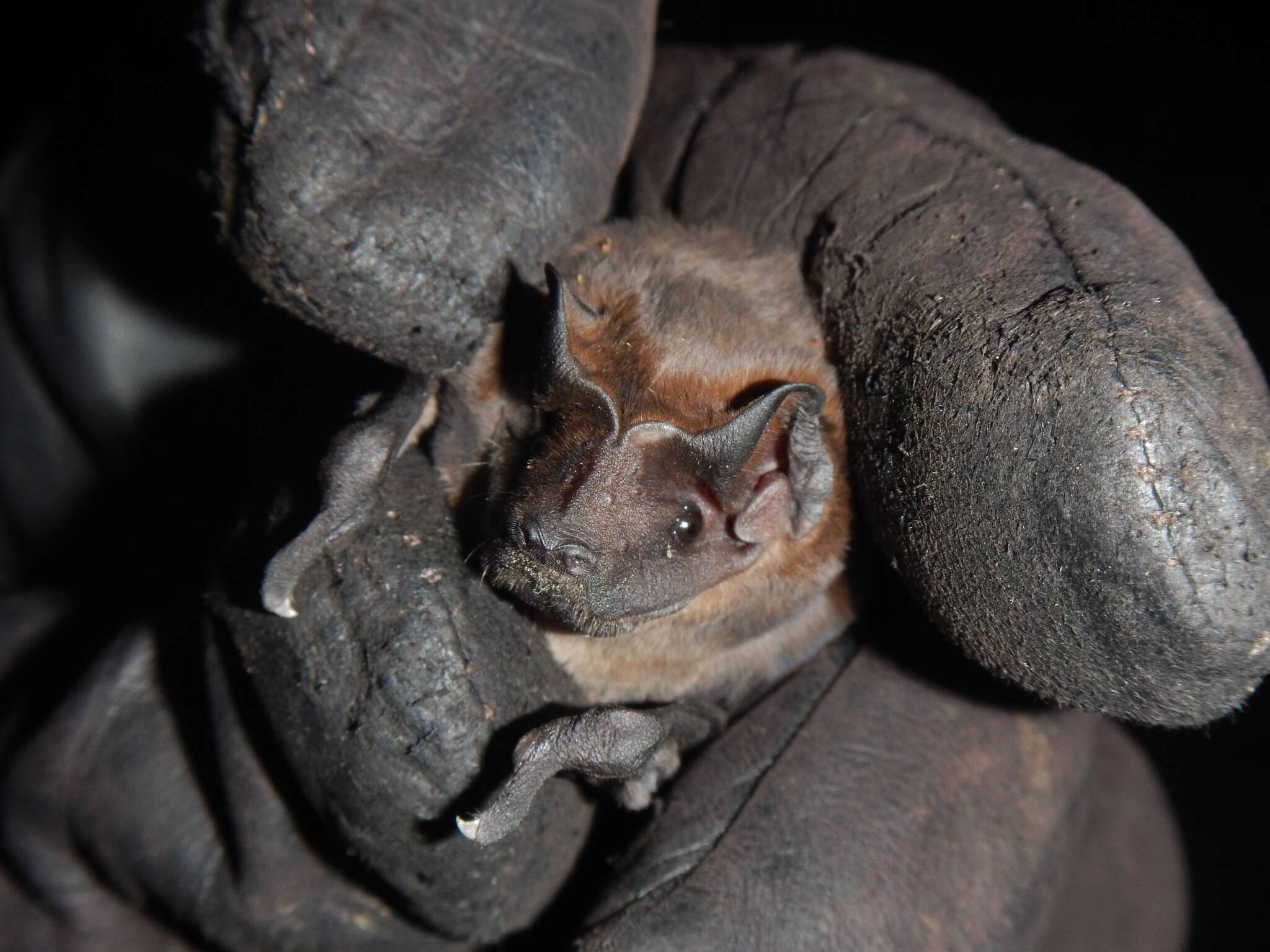 Image of Pallas's Mastiff Bat