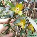 Dendrobium rotundatum (Lindl.) Hook. fil.的圖片