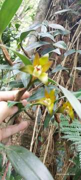 Imagem de Dendrobium rotundatum (Lindl.) Hook. fil.