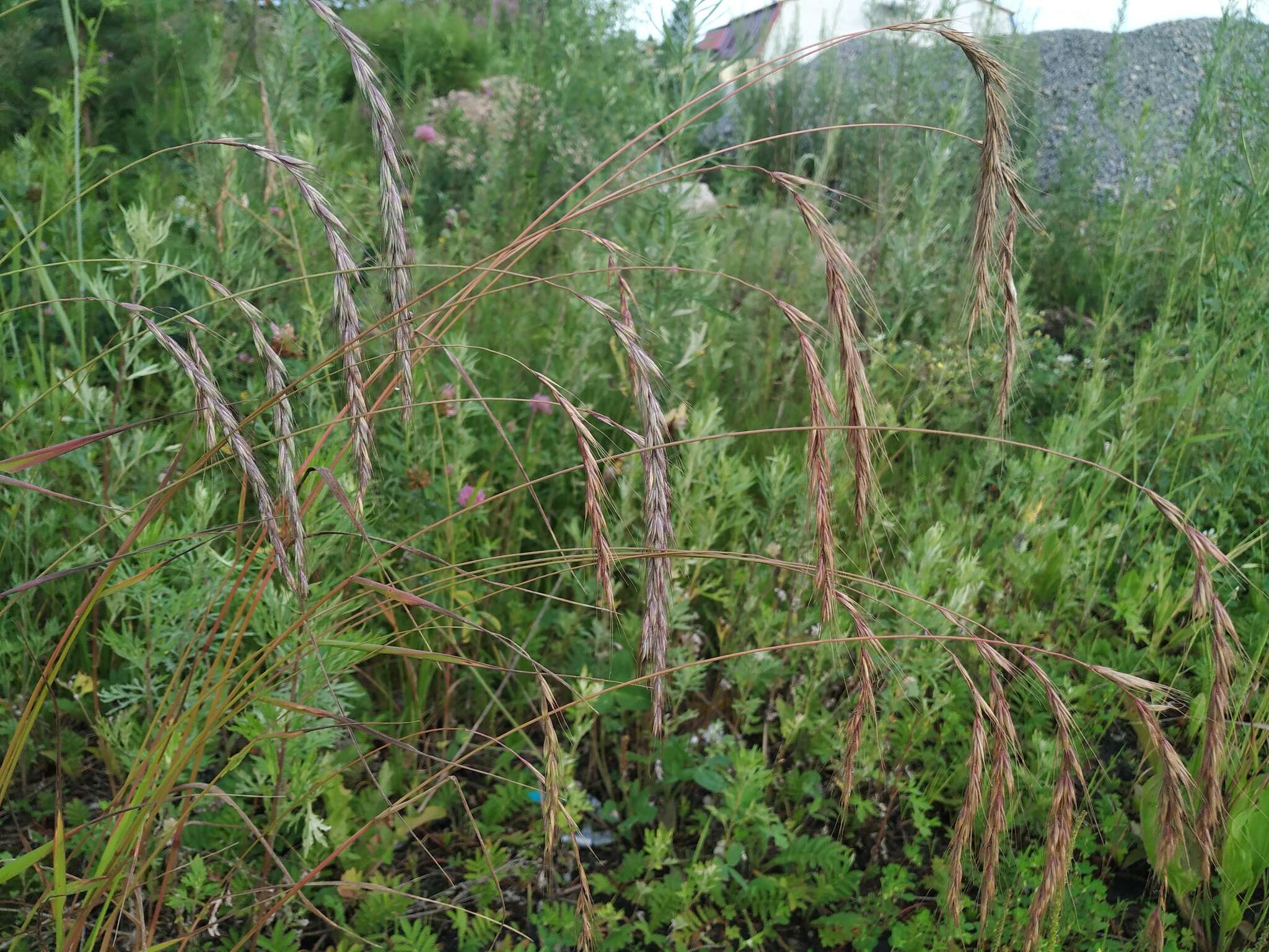 Image of Siberian Wild Rye