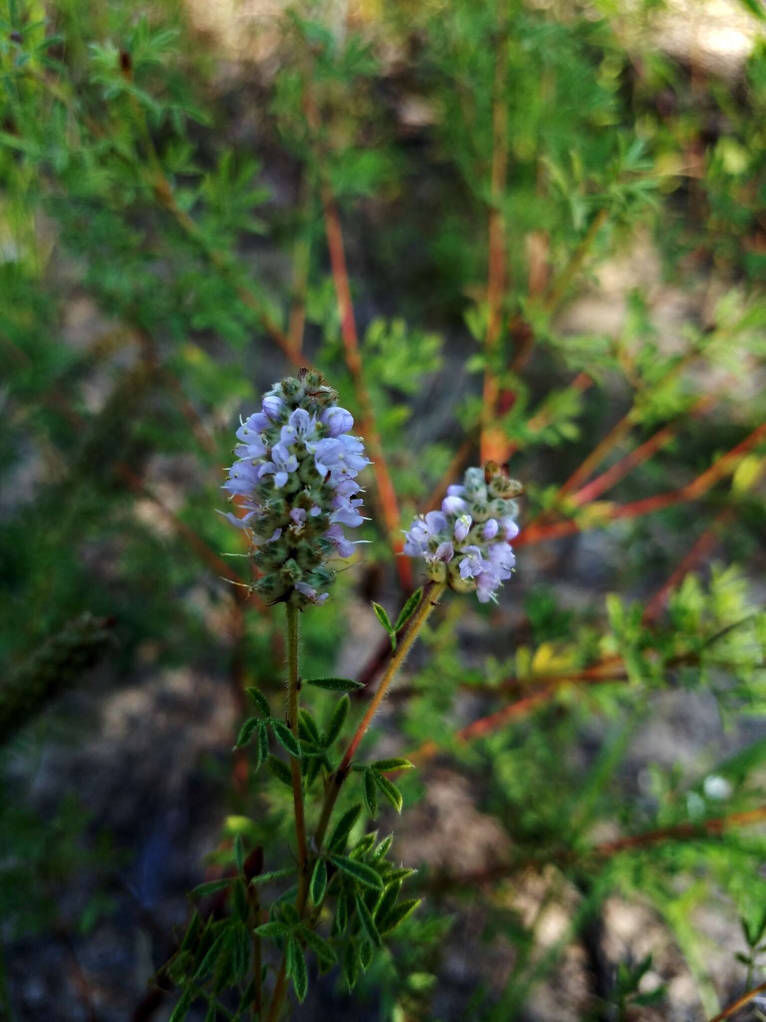 Plancia ëd Dalea villosa var. grisea (Torr. & A. Gray) Barneby