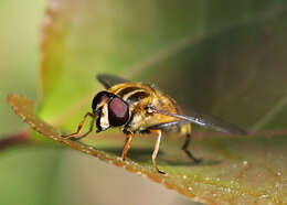 صورة Helophilus neoaffinis Fluke 1949