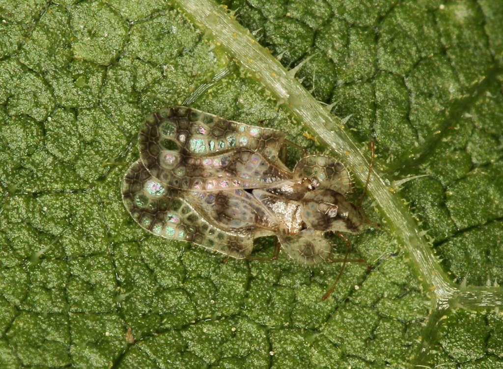 Image of Chrysanthemum Lace Bug