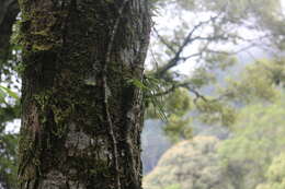 Image de Holcoglossum quasipinifolium (Hayata) Schltr.