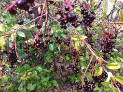 Imagem de Prunus virginiana var. melanocarpa (A. Nels.) Taylor & Mac Bryde