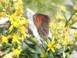 Image of Erebia montanus De Prunner 1798