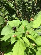 Image of White-Stem Raspberry