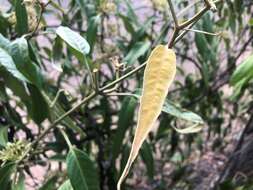 Image of Parsonsia eucalyptophylla F. Müll.